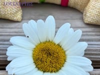 LoveNspire